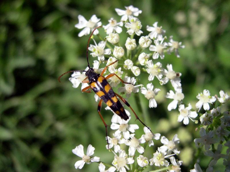 Coleotteri in Val di Tures